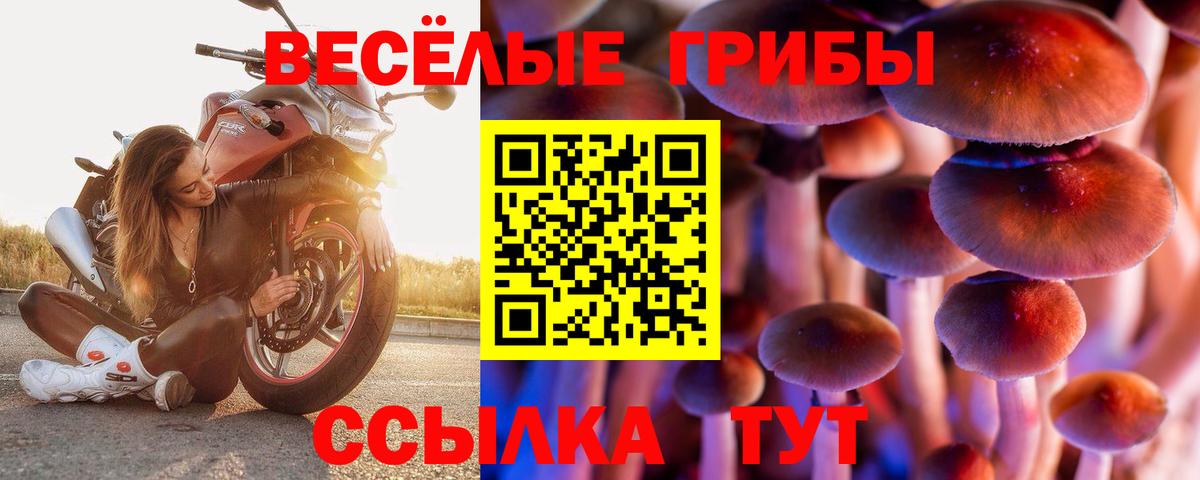 Галлюциногенные грибы Psilocybe Лесозаводск